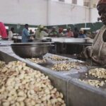How cashews are keeping Guinea-Bissau’s economy afloat, and exposing its weaknesses
