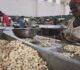 How cashews are keeping Guinea-Bissau’s economy afloat, and exposing its weaknesses