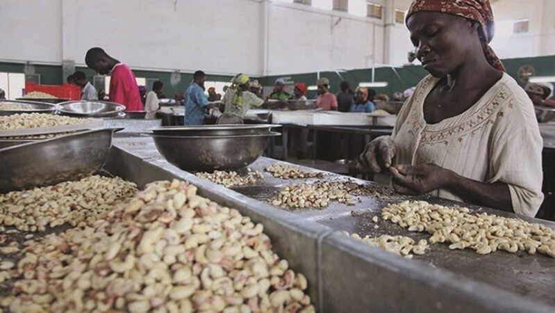 How cashews are keeping Guinea-Bissau’s economy afloat, and exposing its weaknesses